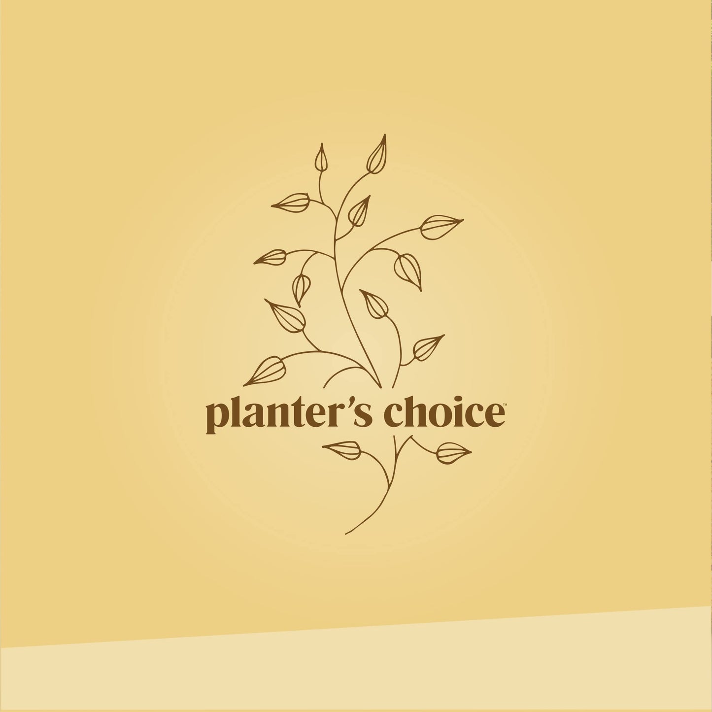 Bonsai Starter Kit - Gardening Birthday Gifts for Women & Men - Bonsai Tree Growing Garden Crafts Hobby Kits for Adults, Unique DIY Hobbies for Plant Lovers - Unusual Gifts Ideas Mom, Her, Friend