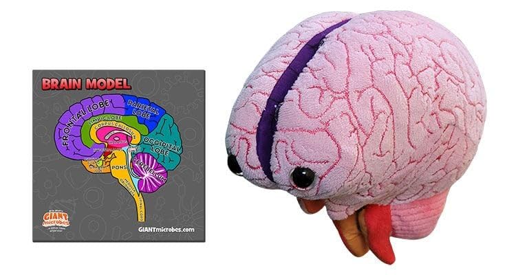GIANTmicrobes Brain Model, Human Brain Anatomy Model, Brain Model for Kids, Brain Model for Neuroscience, Brain Model for Teaching, Brain Model for Psychology, 3D Brain Model, Brain Anatomy Toy