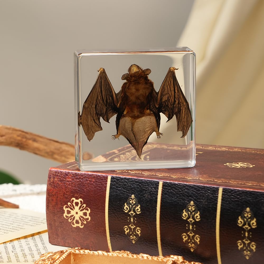 Taxidermy Bat, Real Bat Specimens Animal Specimen Preserved in Resin, Gothic Decor Display for Science Classroom Science Education, Gift for Fans of Taxidermy, Oddities, Biology