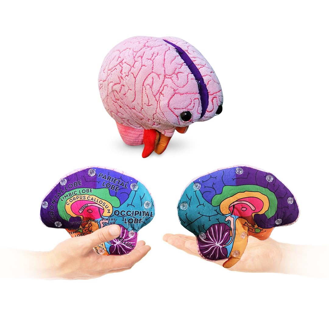 GIANTmicrobes Brain Model, Human Brain Anatomy Model, Brain Model for Kids, Brain Model for Neuroscience, Brain Model for Teaching, Brain Model for Psychology, 3D Brain Model, Brain Anatomy Toy