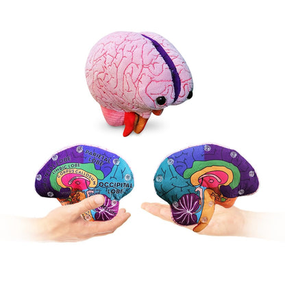 GIANTmicrobes Brain Model, Human Brain Anatomy Model, Brain Model for Kids, Brain Model for Neuroscience, Brain Model for Teaching, Brain Model for Psychology, 3D Brain Model, Brain Anatomy Toy