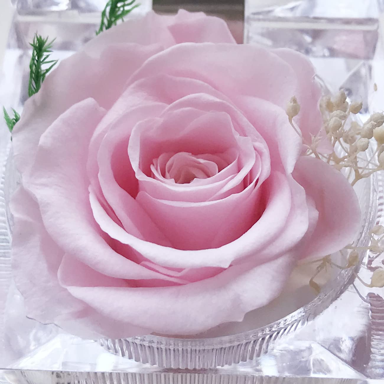 Preserved Rose Real Forever Rose in Mini Clear Ring Box, Eternal Flower Rose Gifts for Women Mom Girlfriend Grandma, Mothers Day, Anniversary, Valentines, Christmas, Birthday (Pink)
