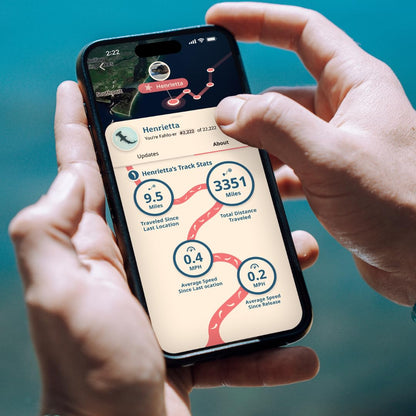 Fahlo Shark Tracking Bracelet – Track a Real Shark's Journey – Supports Wildlife Conservation – Elastic – on Interactive Mobile App Map – Unisex Ocean Conservation Gift