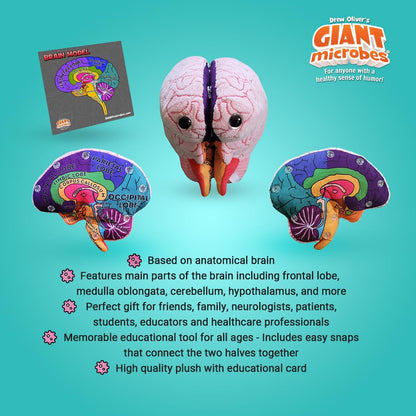 GIANTmicrobes Brain Model, Human Brain Anatomy Model, Brain Model for Kids, Brain Model for Neuroscience, Brain Model for Teaching, Brain Model for Psychology, 3D Brain Model, Brain Anatomy Toy