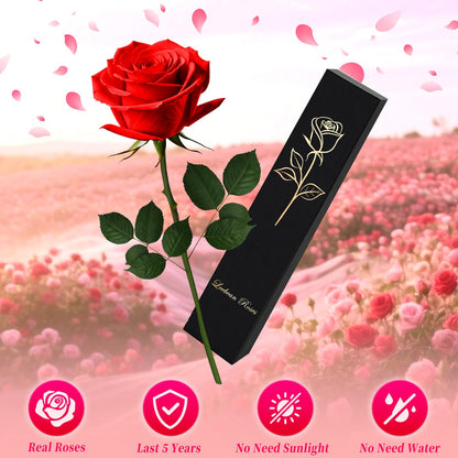 Single Forever Roses Luxury Gift for Women/Men, Birthday Gifts for Women,Flowers Gifts for Girlfriend,Wife,Mom,Anniversary,Valentine's Day,Wedding,Graduation,Presents for Her,Red