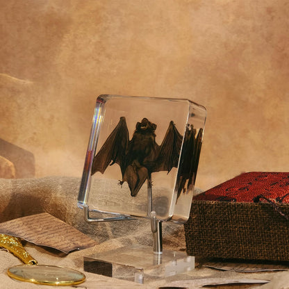 Taxidermy Bat, Real Bat Specimens Animal Specimen in Resin with Acrylic Base Display Stand for Science Classroom Science Education.Unique Gift for Fans of Taxidermy, Animal Skull, Oddities, Biology