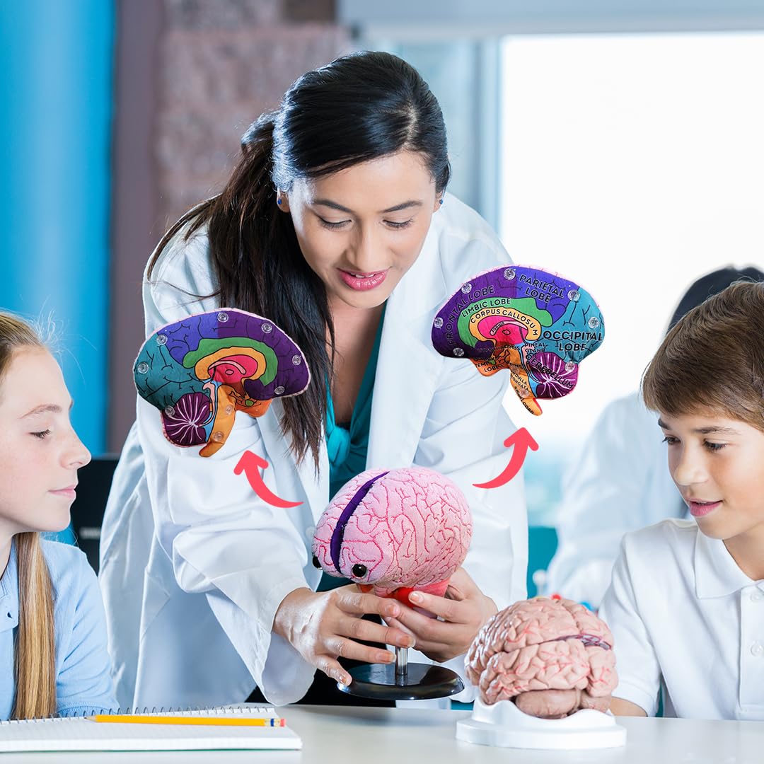 GIANTmicrobes Brain Model, Human Brain Anatomy Model, Brain Model for Kids, Brain Model for Neuroscience, Brain Model for Teaching, Brain Model for Psychology, 3D Brain Model, Brain Anatomy Toy
