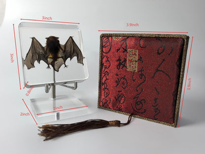 Taxidermy Bat, Real Bat Specimens Animal Specimen in Resin with Acrylic Base Display Stand for Science Classroom Science Education.Unique Gift for Fans of Taxidermy, Animal Skull, Oddities, Biology