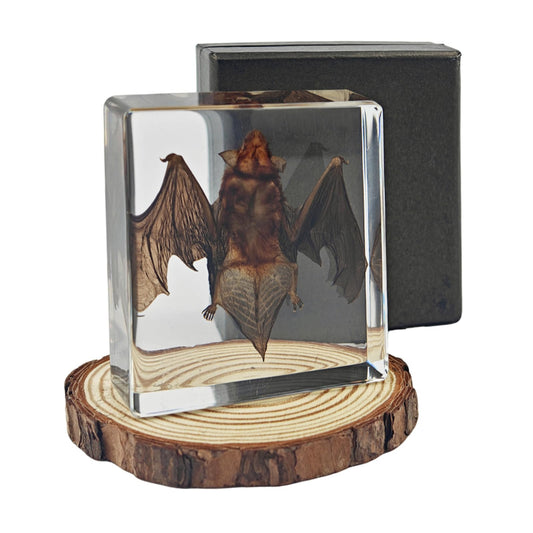 Taxidermy Bat, Real Bat Specimens Animal Specimen Preserved in Resin, Gothic Decor Display for Science Classroom Science Education, Gift for Fans of Taxidermy, Oddities, Biology