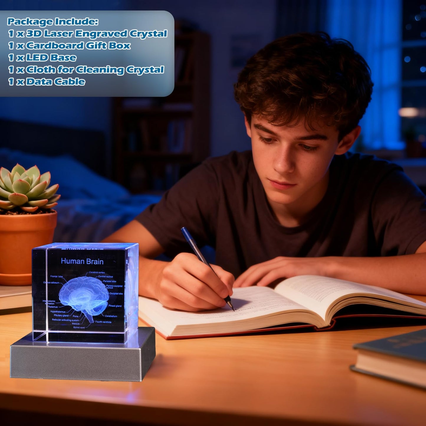 3D Human Brain Anatomy Model, Doctor Psychology Gifts, K9 2.4 Inch Etched Crystal Cube Lamp with Battery Powered, Brain Figure Paperweight Science Biology Graduation Teacher Appreciation Gifts