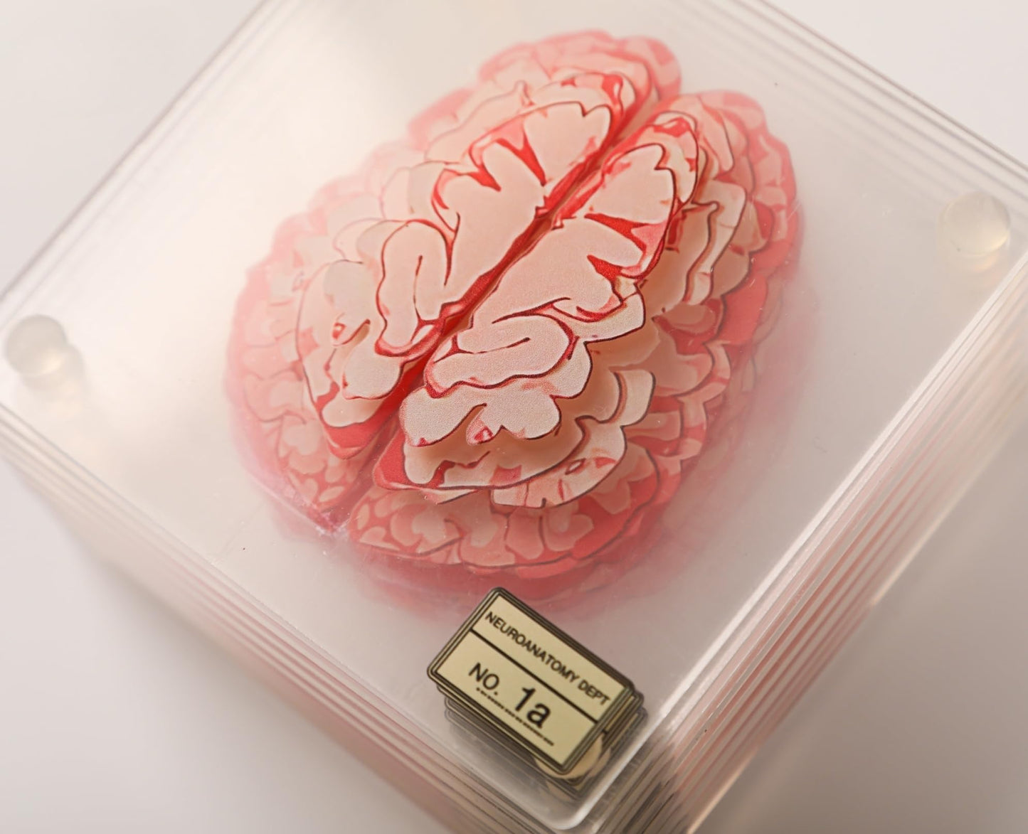 (10pieces) 3D Anatomic Brain Specimen Coasters-Acrylic Coasters-Neuroscience Gifts-Funny 3D Coasters Gifts-Medical Student Gifts- Brain Decor-Lab Coaster for Desk