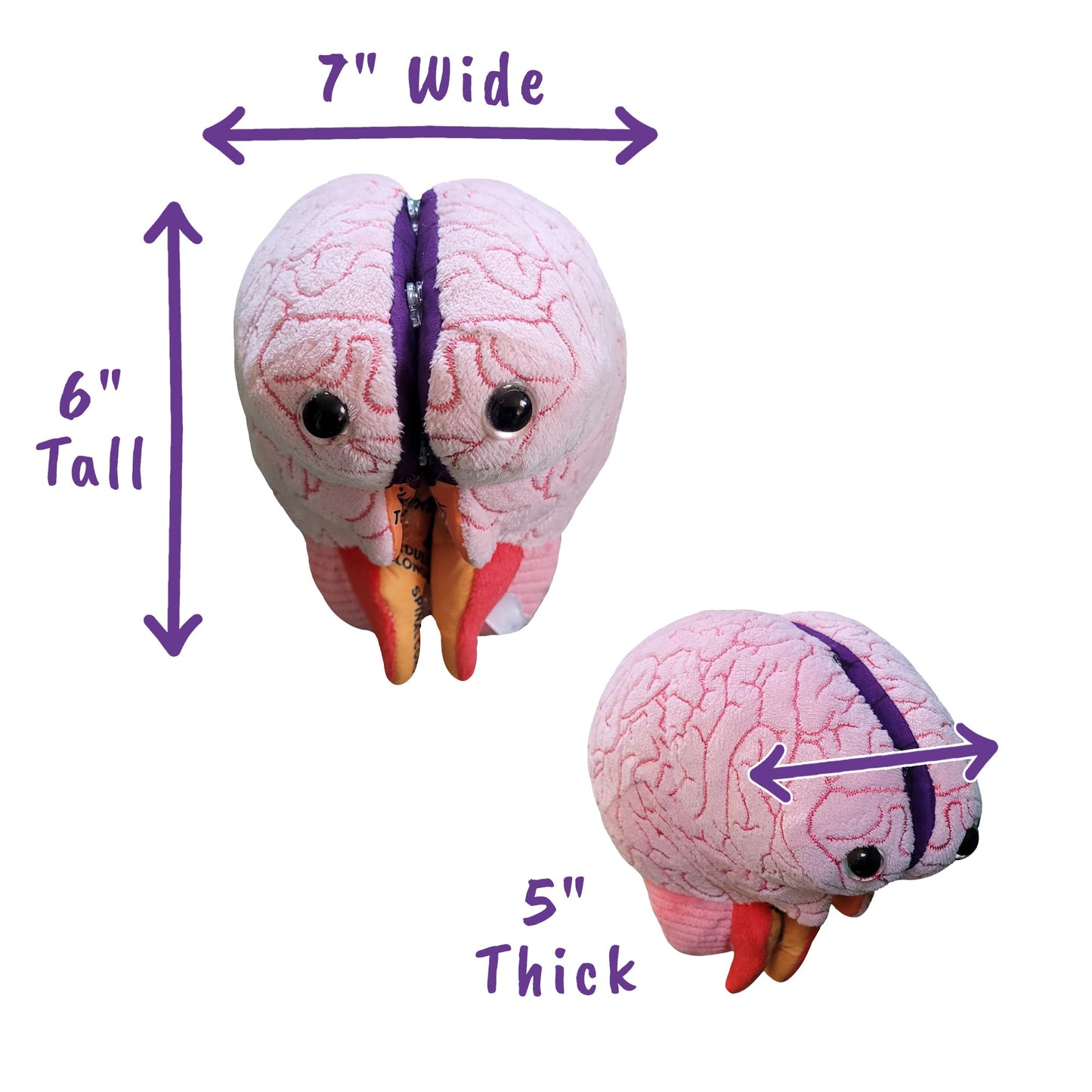 GIANTmicrobes Brain Model, Human Brain Anatomy Model, Brain Model for Kids, Brain Model for Neuroscience, Brain Model for Teaching, Brain Model for Psychology, 3D Brain Model, Brain Anatomy Toy