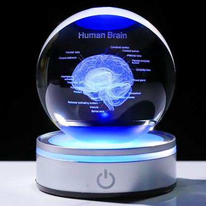 Brain Gifts for Neurologist, Laser Ethced Human Brain Anatomical Model 3D Crystal Ball, Brain Surgery Gifts for Doctors, Physiology Graduation Gifts for Medical Students for Christmas
