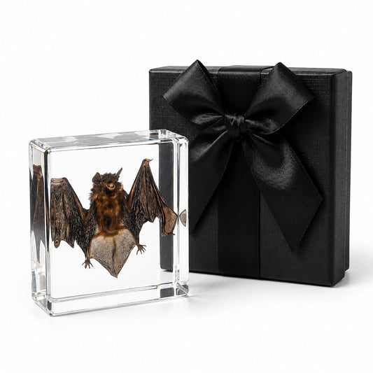 Real Taxidermy Bat in Resin - Authentic Animal Specimen for Gothic Home Decor, Science Education & Unique Nature Gifts (Premium Preservation, Handmade Display)