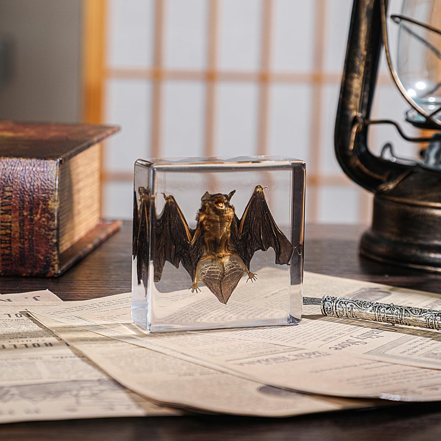 Real Taxidermy Bat in Resin - Authentic Animal Specimen for Gothic Home Decor, Science Education & Unique Nature Gifts (Premium Preservation, Handmade Display)