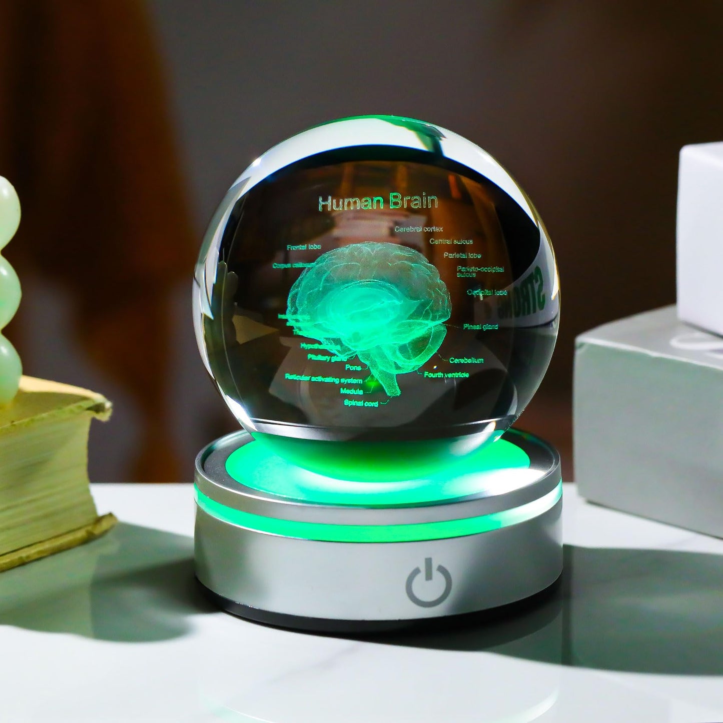Brain Gifts for Neurologist, Laser Ethced Human Brain Anatomical Model 3D Crystal Ball, Brain Surgery Gifts for Doctors, Physiology Graduation Gifts for Medical Students for Christmas