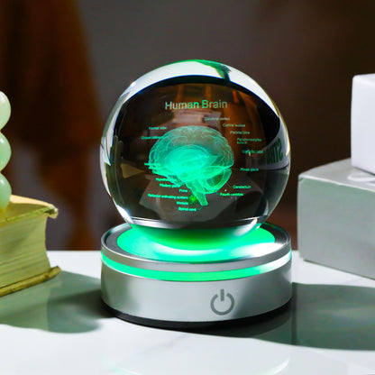 Brain Gifts for Neurologist, Laser Ethced Human Brain Anatomical Model 3D Crystal Ball, Brain Surgery Gifts for Doctors, Physiology Graduation Gifts for Medical Students for Christmas