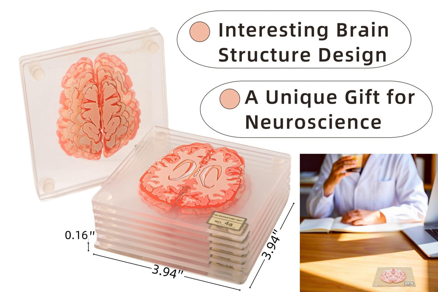 (10pieces) 3D Anatomic Brain Specimen Coasters-Acrylic Coasters-Neuroscience Gifts-Funny 3D Coasters Gifts-Medical Student Gifts- Brain Decor-Lab Coaster for Desk