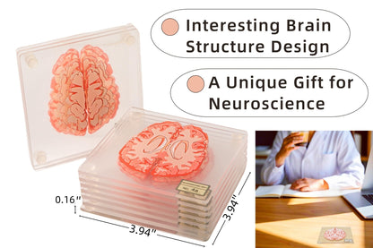 (10pieces) 3D Anatomic Brain Specimen Coasters-Acrylic Coasters-Neuroscience Gifts-Funny 3D Coasters Gifts-Medical Student Gifts- Brain Decor-Lab Coaster for Desk