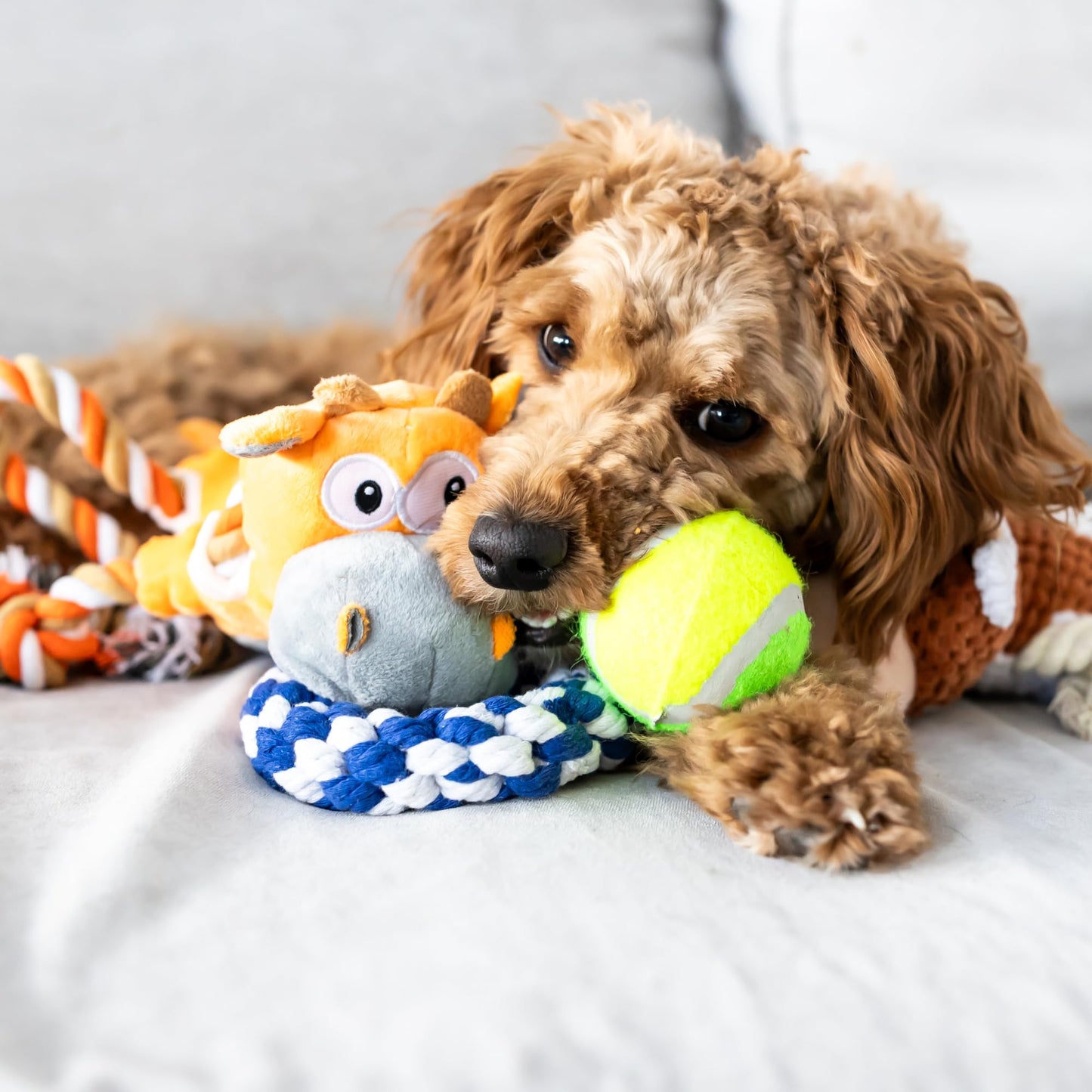 New Puppy Gift Basket - Premium Starter Kit and Dog Gift Basket with Dog Toys - Perfect Doggie Birthday Gifts and Puppy Necessities with Pet Toy Basket.
