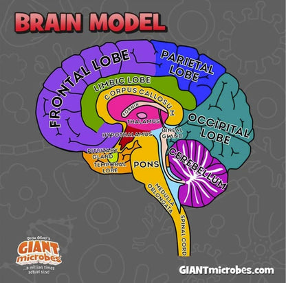GIANTmicrobes Brain Model, Human Brain Anatomy Model, Brain Model for Kids, Brain Model for Neuroscience, Brain Model for Teaching, Brain Model for Psychology, 3D Brain Model, Brain Anatomy Toy