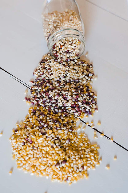 Amish Country Popcorn | 3-1 lb Bags | 1 lb Baby White, 1 lb Ladyfinger, and 1 lb Purple Popcorn Kernels Variety Pack | Old Fashioned, Non-GMO and Gluten Free (3-1 lb Bags)