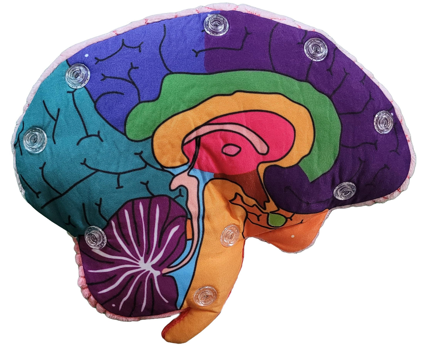 GIANTmicrobes Brain Model, Human Brain Anatomy Model, Brain Model for Kids, Brain Model for Neuroscience, Brain Model for Teaching, Brain Model for Psychology, 3D Brain Model, Brain Anatomy Toy