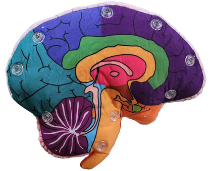GIANTmicrobes Brain Model, Human Brain Anatomy Model, Brain Model for Kids, Brain Model for Neuroscience, Brain Model for Teaching, Brain Model for Psychology, 3D Brain Model, Brain Anatomy Toy
