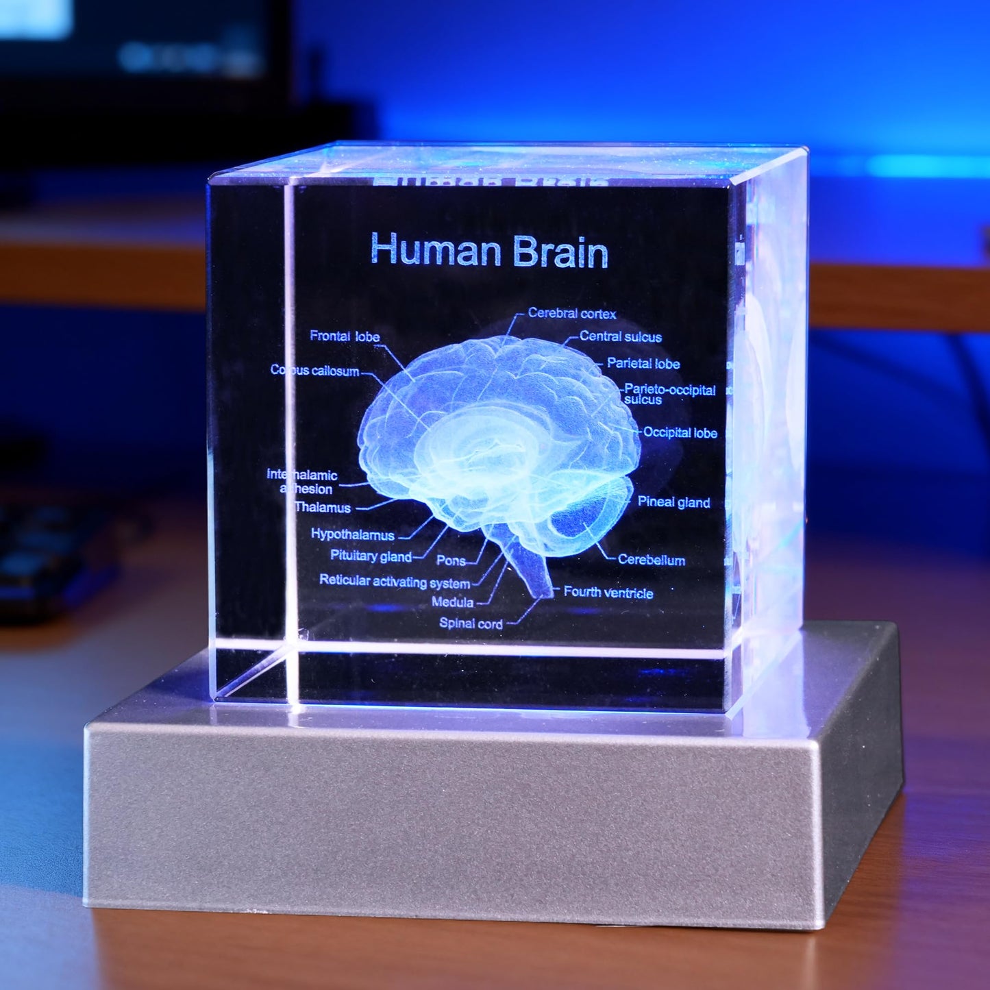 3D Human Brain Anatomy Model, Doctor Psychology Gifts, K9 2.4 Inch Etched Crystal Cube Lamp with Battery Powered, Brain Figure Paperweight Science Biology Graduation Teacher Appreciation Gifts