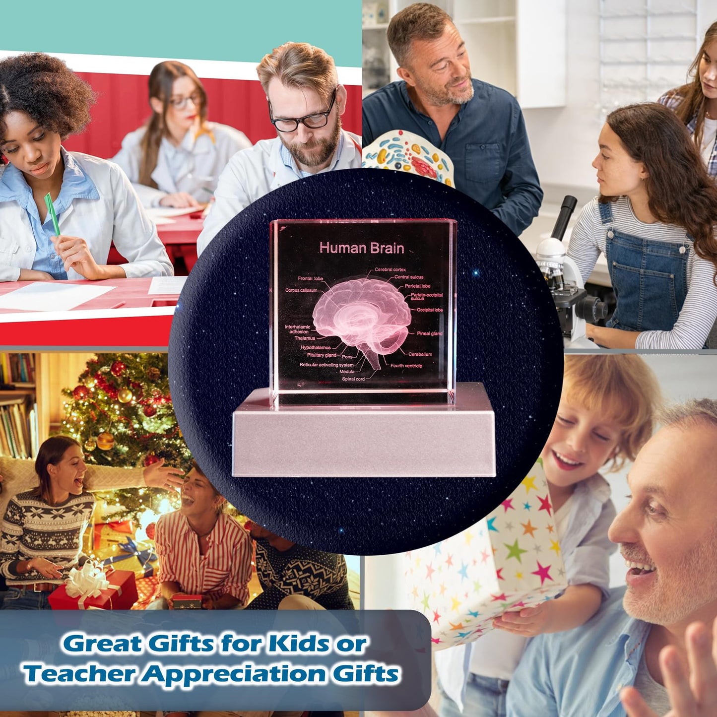 3D Human Brain Anatomy Model, Doctor Psychology Gifts, K9 2.4 Inch Etched Crystal Cube Lamp with Battery Powered, Brain Figure Paperweight Science Biology Graduation Teacher Appreciation Gifts