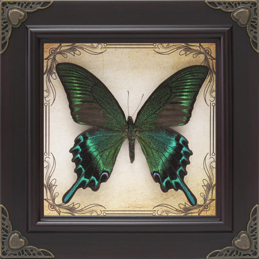 Handmade Real Butterfly Framed with 5 Pieces Gift Set - Gothic Home Decor and Vintage Frame - Butterflies Taxidermy Shadow Box Collection (Green-Banded Queen Butterfly)