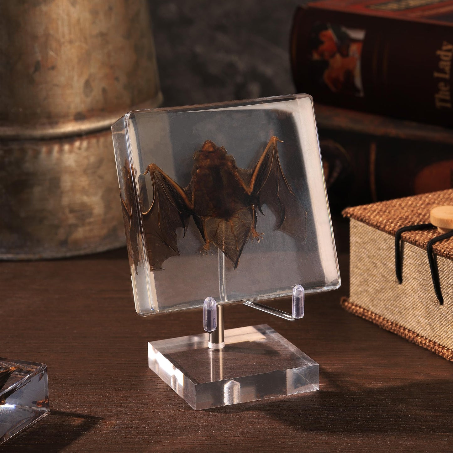 Taxidermy Bat, Real Bat Specimens Animal Specimen in Resin with Acrylic Base Display Stand for Science Classroom Science Education.Unique Gift for Fans of Taxidermy, Animal Skull, Oddities, Biology