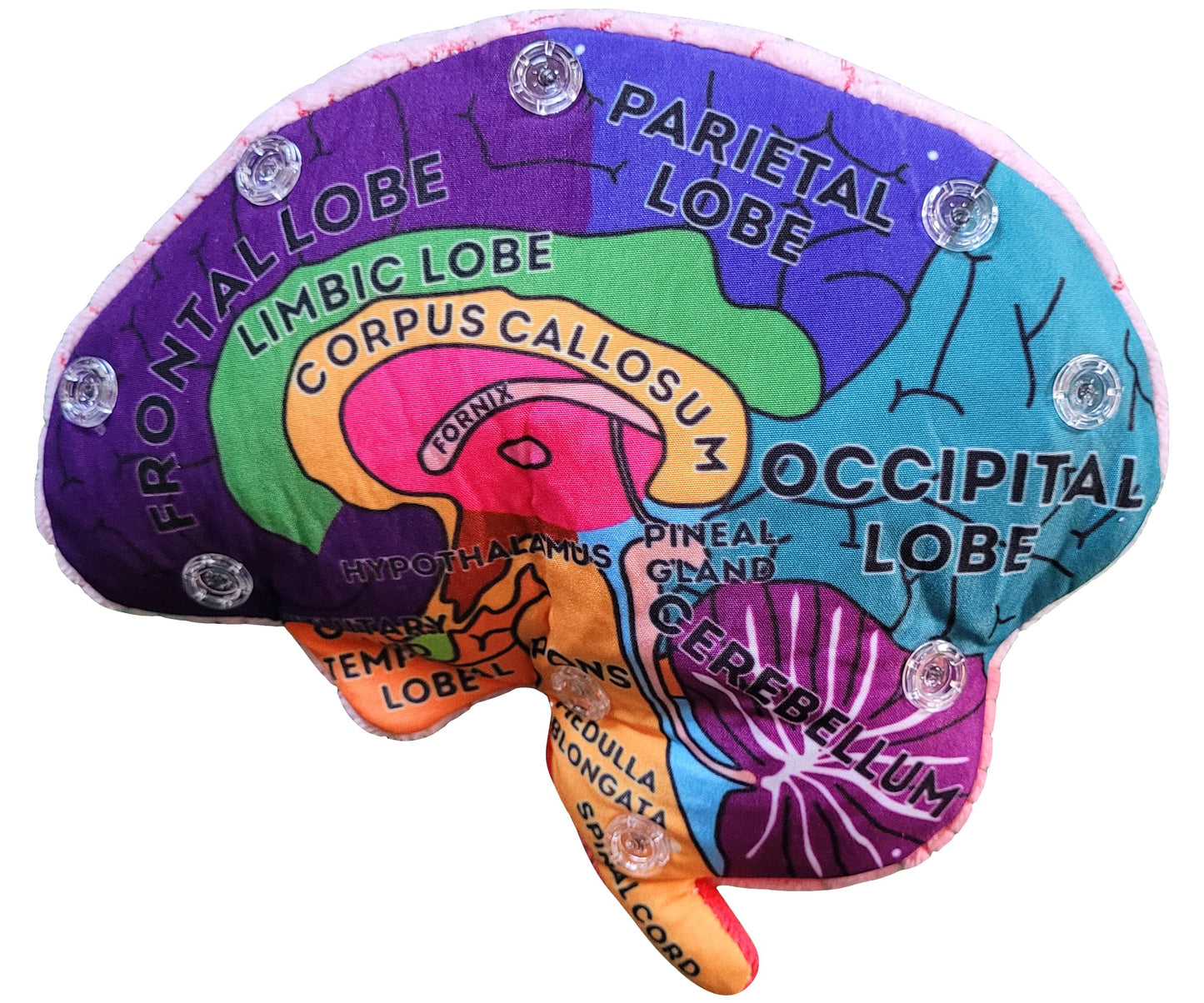 GIANTmicrobes Brain Model, Human Brain Anatomy Model, Brain Model for Kids, Brain Model for Neuroscience, Brain Model for Teaching, Brain Model for Psychology, 3D Brain Model, Brain Anatomy Toy